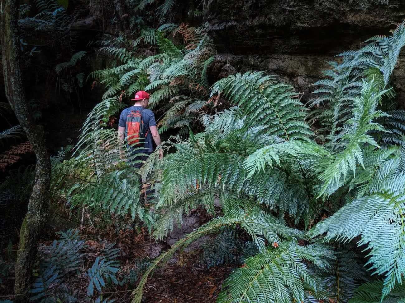rachel dimond, monolith valley, rainforest, morton national park, fern, massive