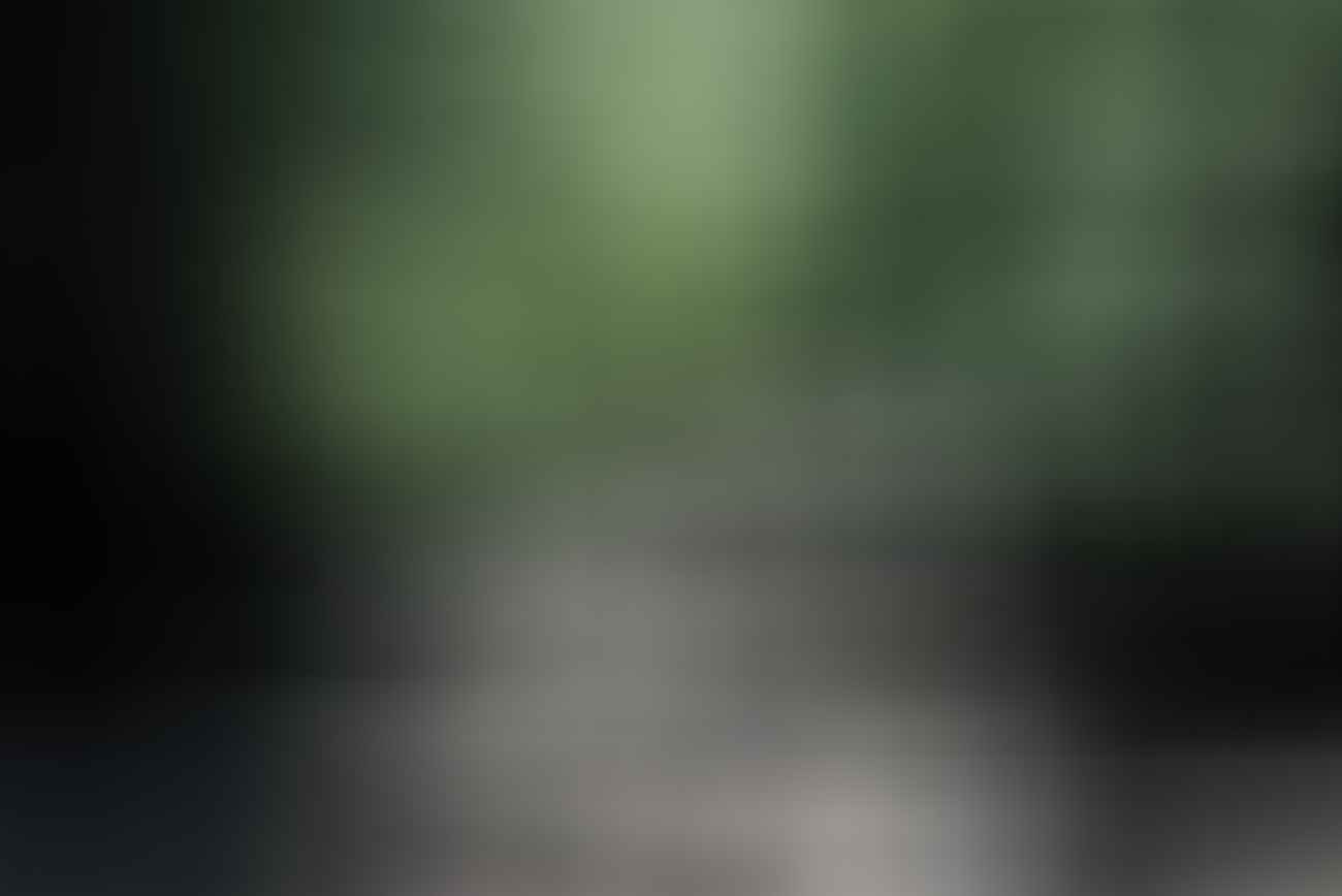jodie hui, minnamurra rainforest, budderoo national park, suspension bridge