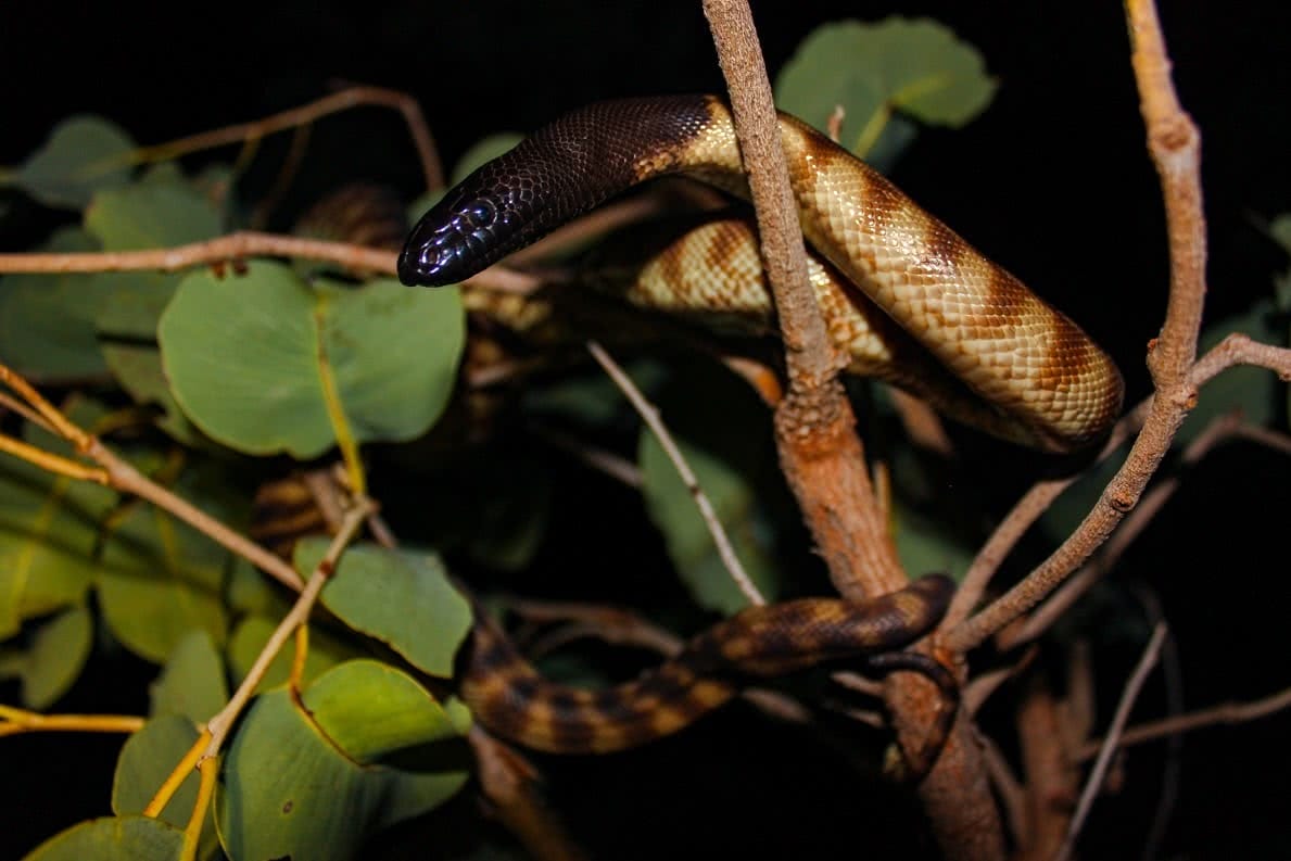 dan parkes, Black Head, snake, herpetology, photography, snake spotting