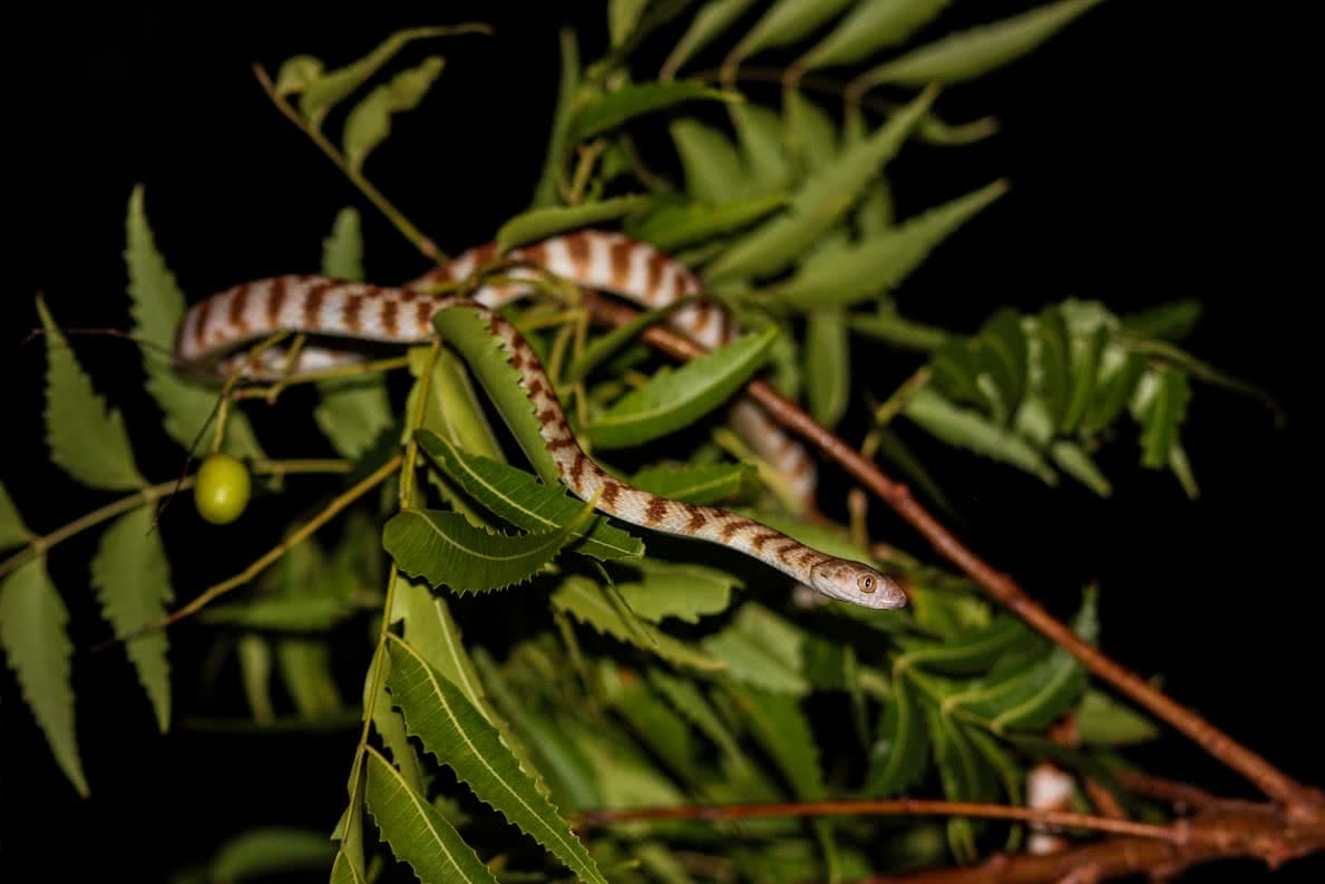 Night Tiger, dan parkes, Black Head, snake, herpetology, photography, snake spotting