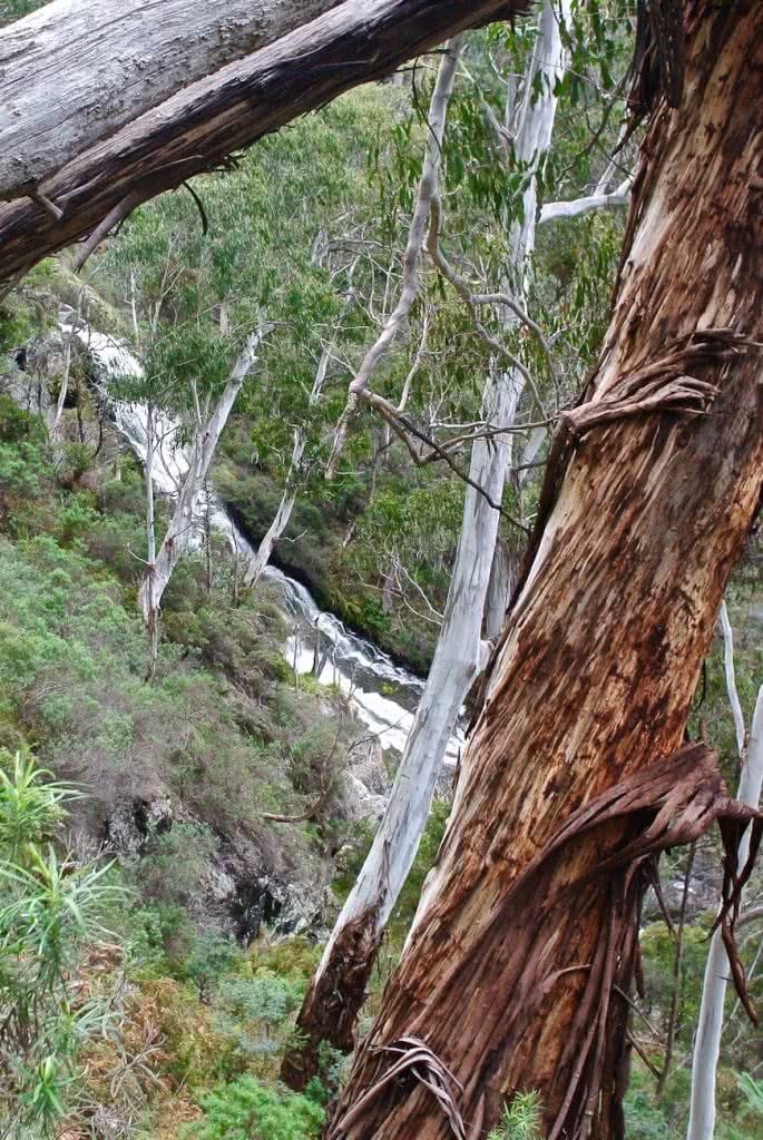 Follow The Old, Hand-Drawn Map // Buddong Falls (NSW) Cara van Wyk, waterfall, trees, forest