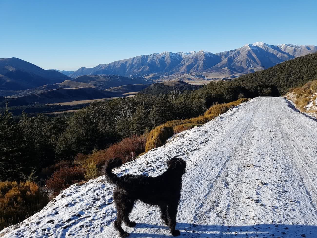 Dog Tails With Oshy // Cuckoo Creek Trail (NZ) Ian Middleton, dog, snow, trail, mountains, forest