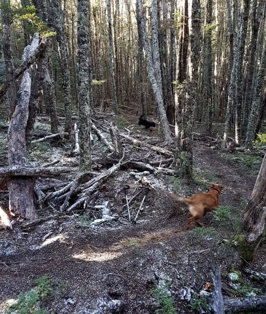 Dog Tails With Oshy // Cuckoo Creek Trail (NZ) Ian Middleton, woods, forest, trees