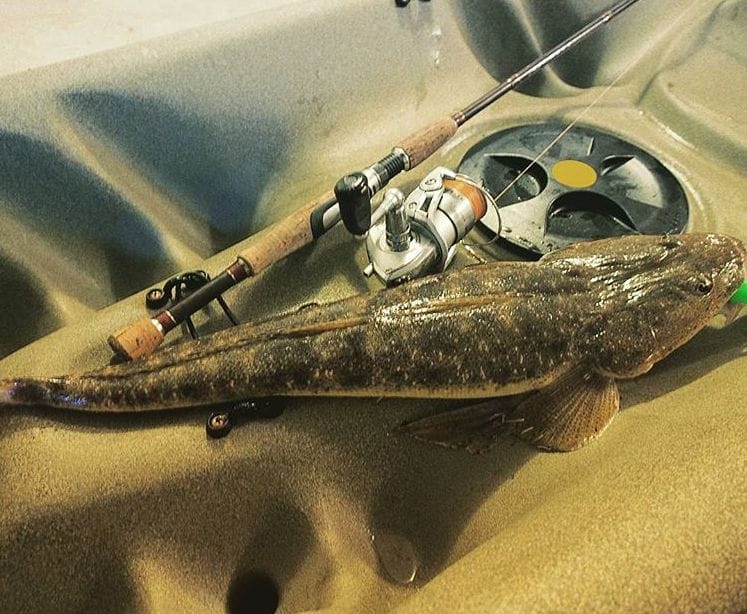 7 Killer Kayak Adventures On The Sunshine Coast (QLD), Scout Hinchliffe, fish, fishing rod, reel, CURRIMUNDI LAKE