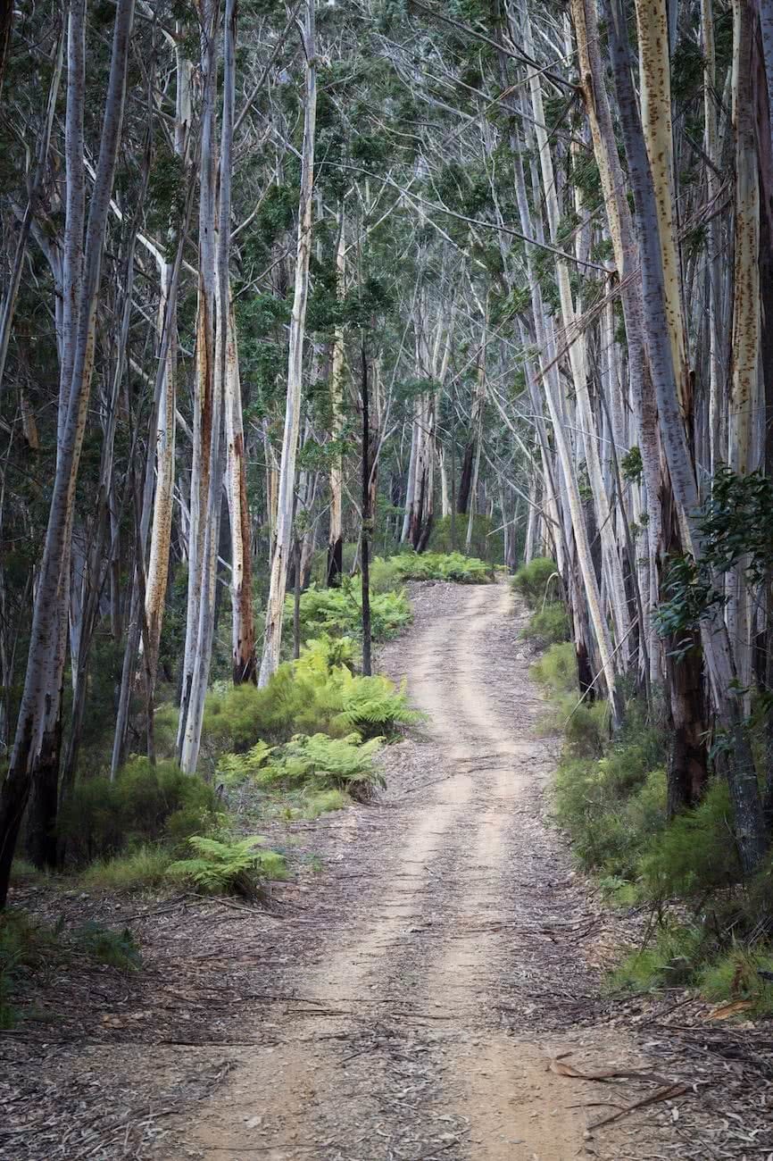 A Doable 4WD Day // Deua NP (NSW) Rachel Dimond, road, fire trail, trees