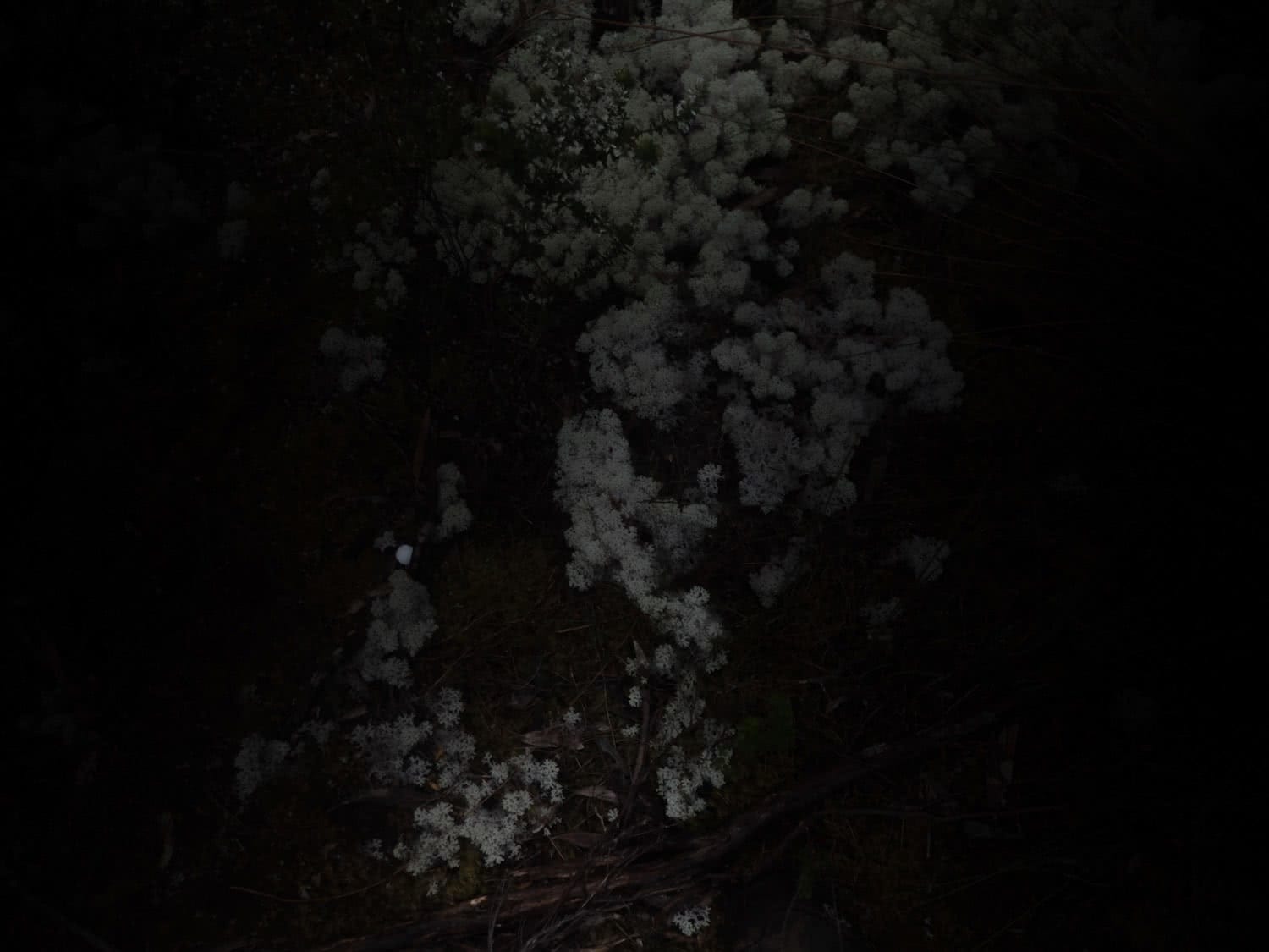 michaelaskovranova. south coast track, olympus, Tasmania, hiking, australian wilderness, trees, drone