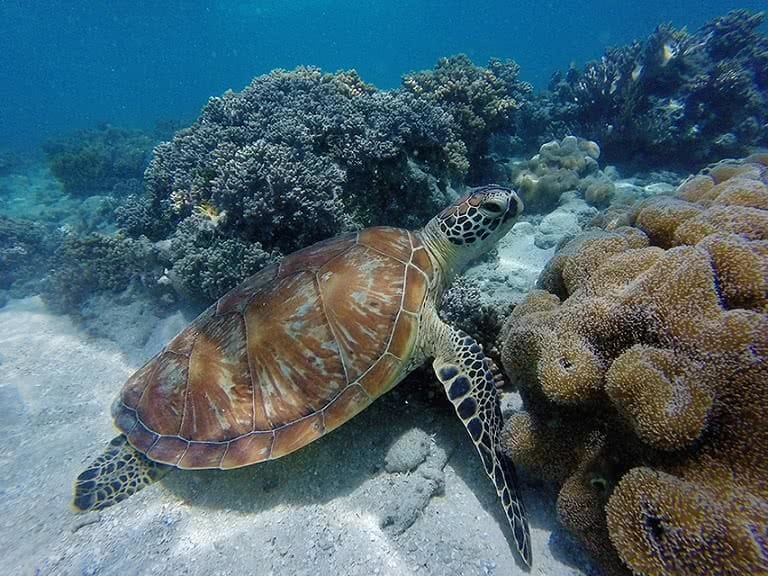 natalie hardbattle, beneath the waves, environment, climate change, turtle