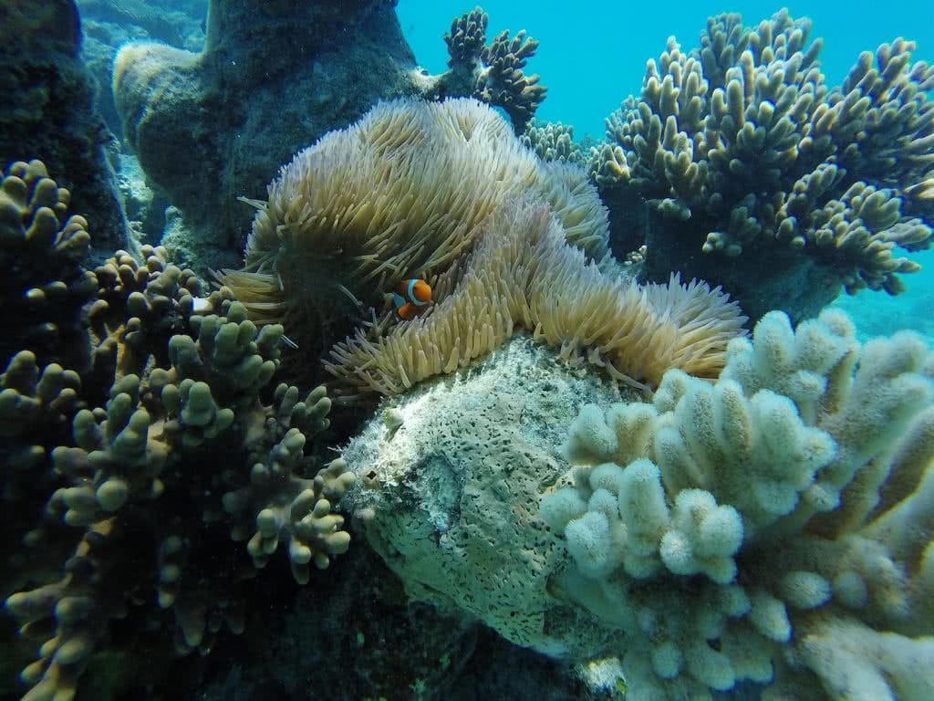 natalie hardbattle, beneath the waves, environment, climate change, nemo, clownfish, coral