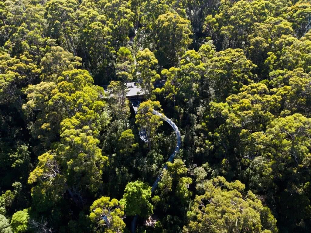 tarkine forest adventure hayden griffith