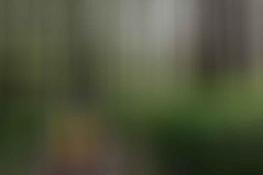 Wet Feet And Waterfalls // Cumberland River Trail (VIC), Isobel Campbell, Walking through bush, backpack, yellow, girl, ferns, trees