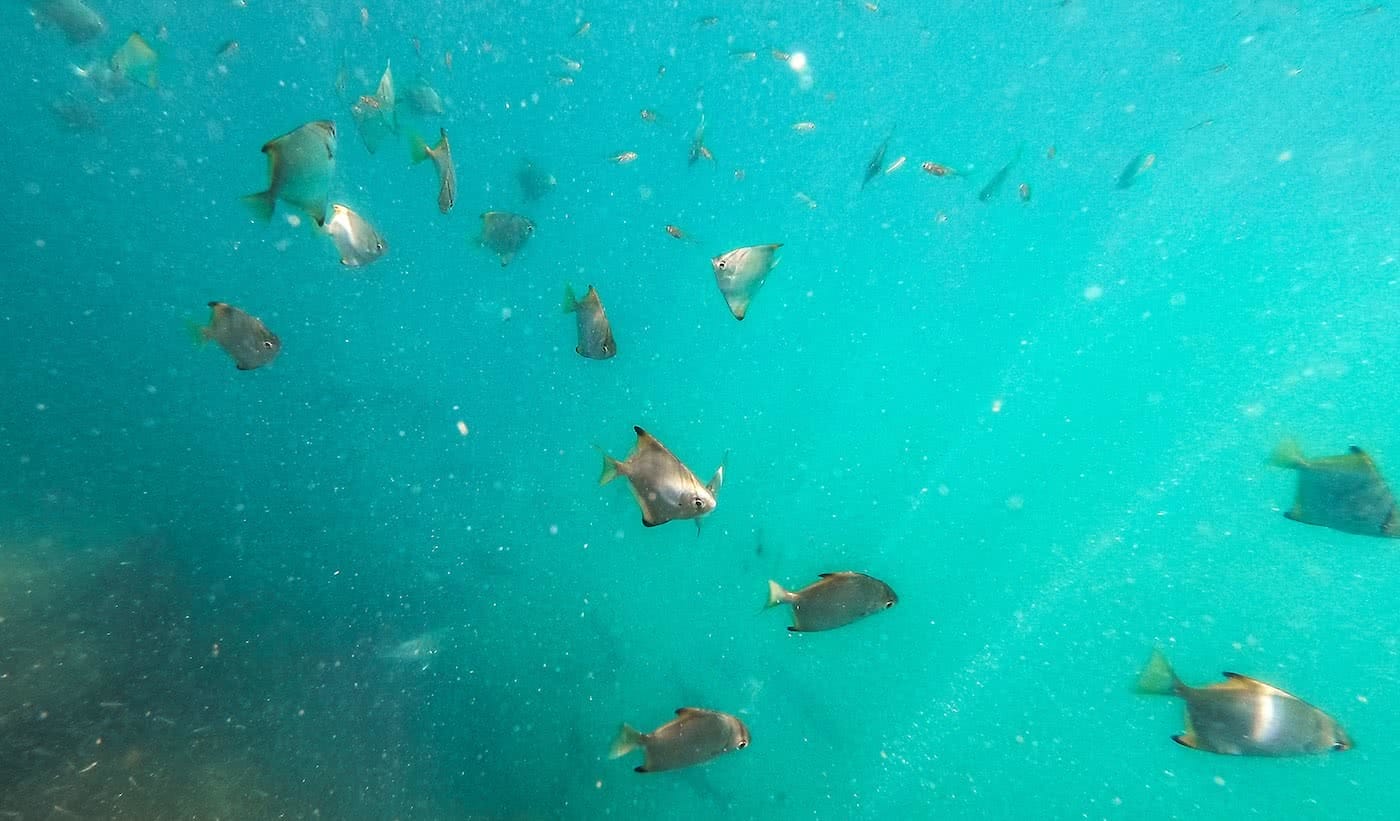 River Snorkelling // Brunswick Heads (NSW), Scout Hinchliffe, fish, turquoise, water, underwater, shoal