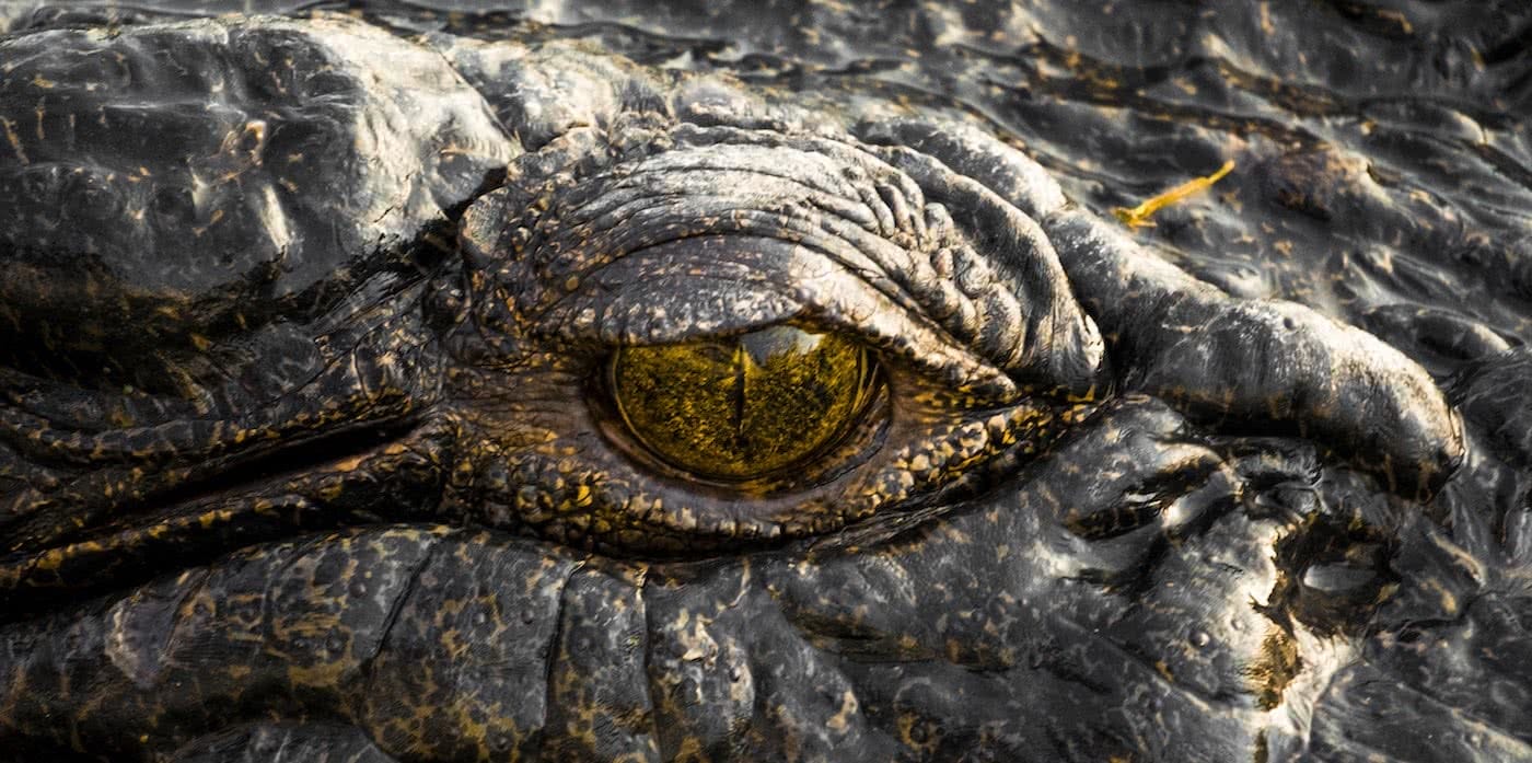 Lewis Burnett, Hunting for Paradise, Kakadu National Park, Photo Essay, crocodile