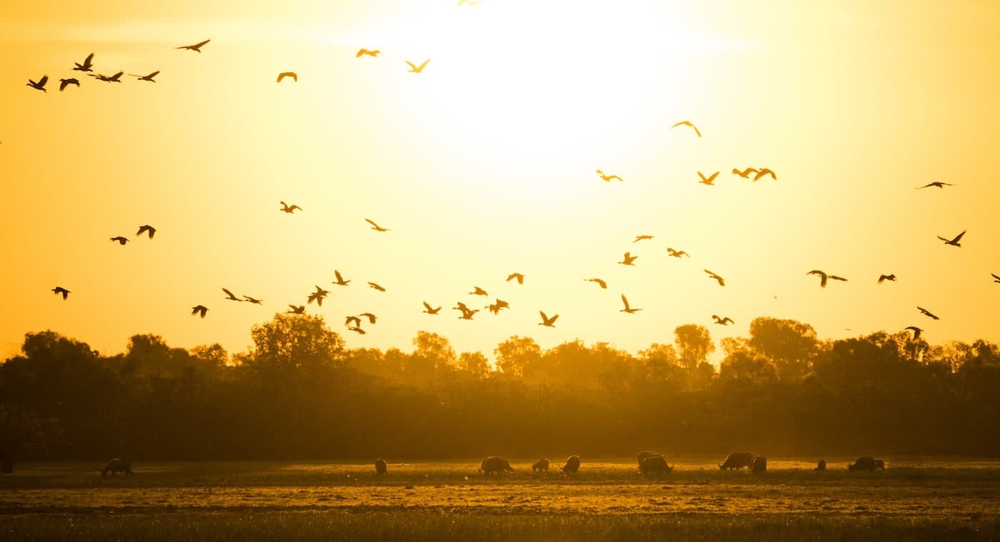 Lewis Burnett, Hunting for Paradise, Kakadu National Park, Photo Essay, bird flock