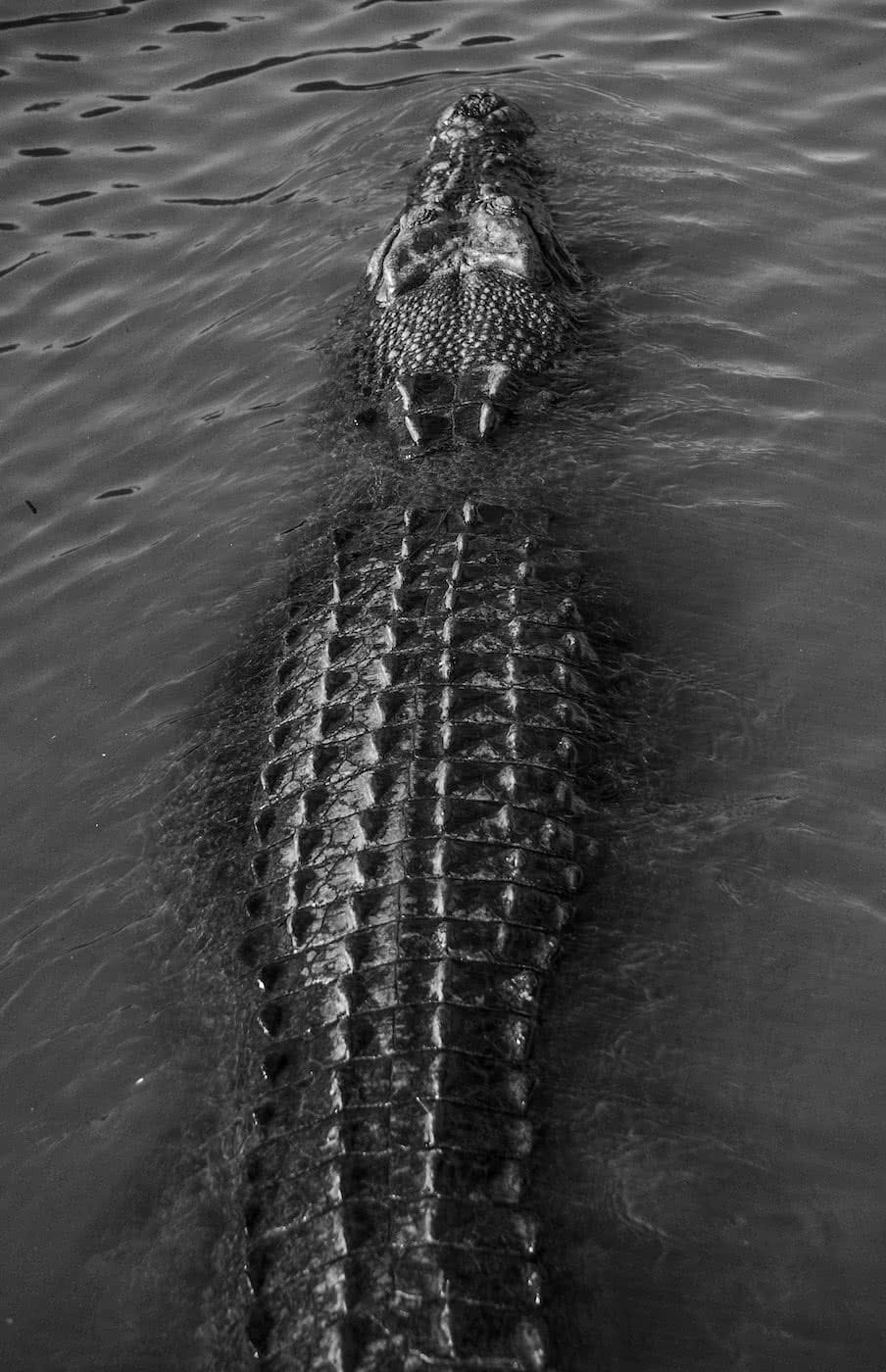 Lewis Burnett, Hunting for Paradise, Kakadu National Park, Photo Essay, crocodile