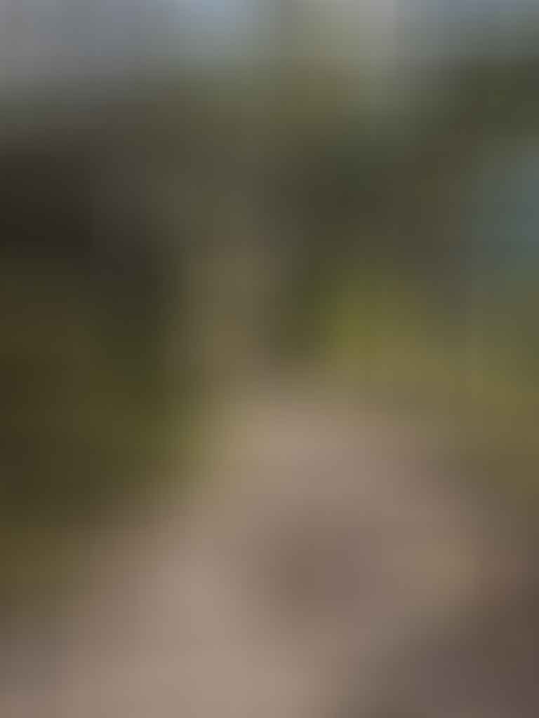10 Hiking Lessons Learnt On The Green Gully Track (NSW), Rachel Dimond, Uphill is better than downhill, trail, track, winding downhill, trees