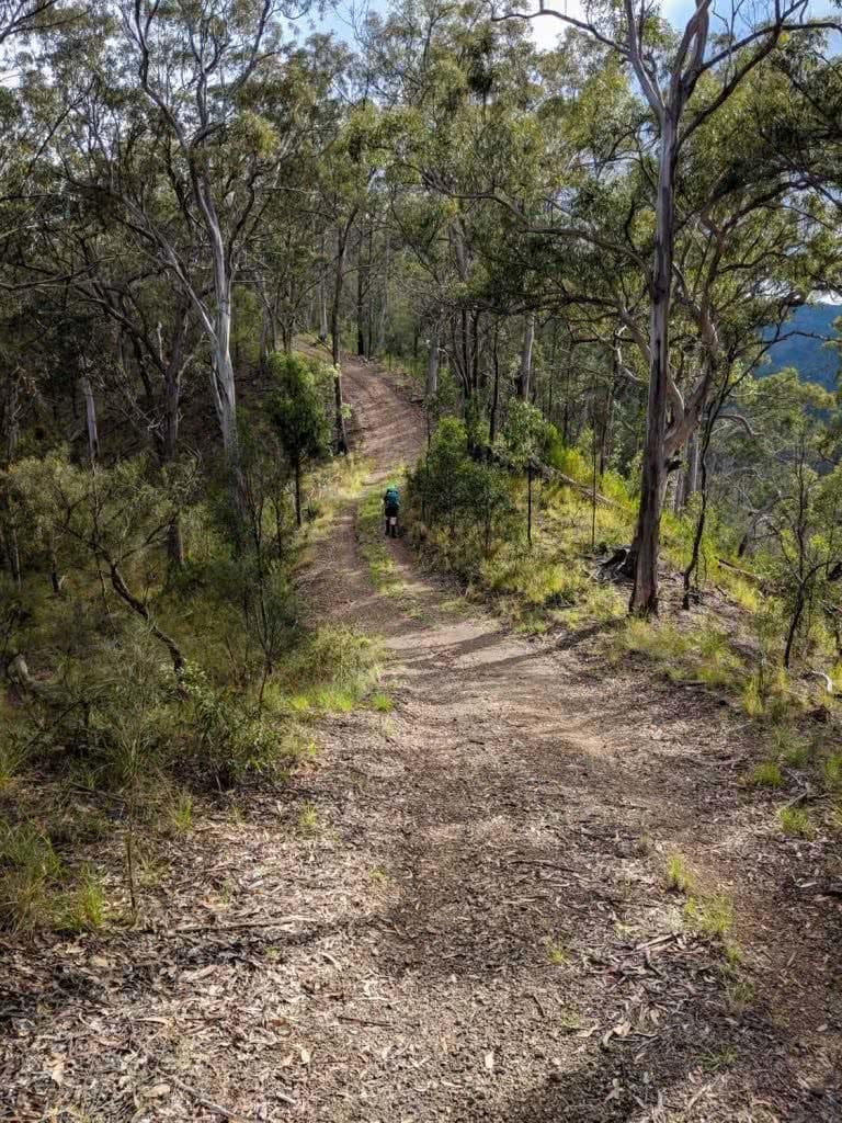 10 Hiking Lessons Learnt On The Green Gully Track (NSW), Rachel Dimond, Uphill is better than downhill, trail, track, winding downhill, trees