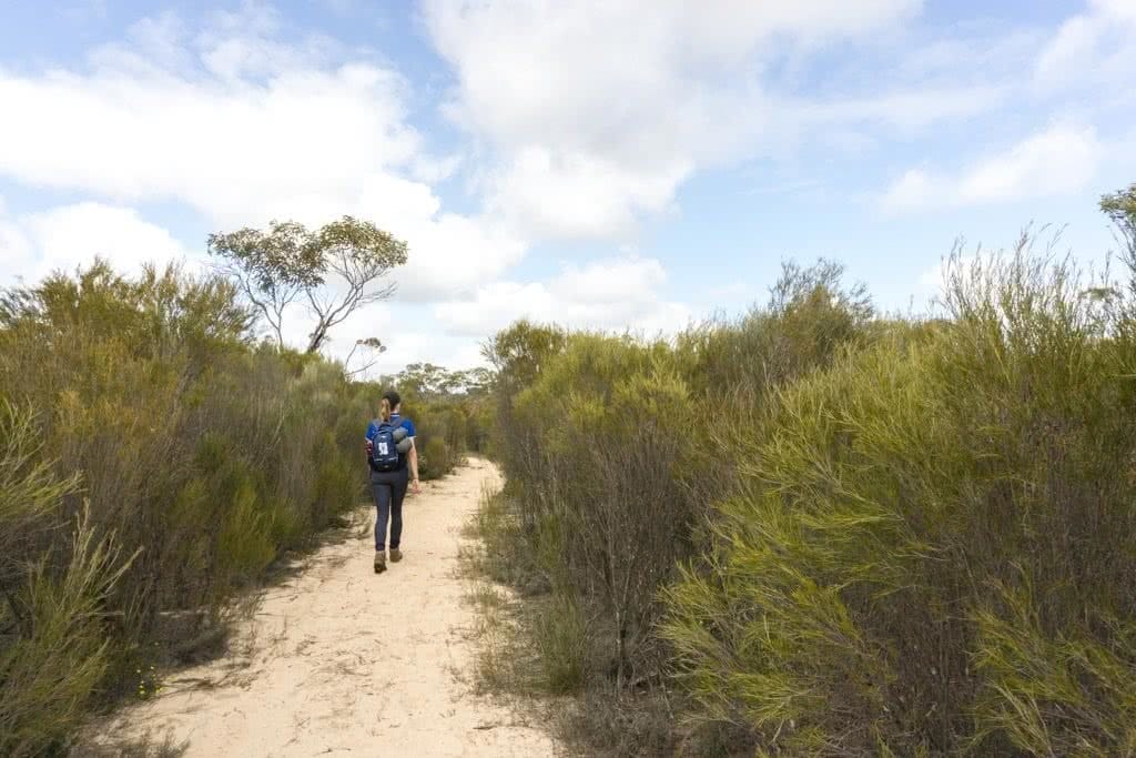 Desert Blooms // Little Desert National Park (VIC), Isobel Campbell, Walking, hiker, trail, path, sandy, bushes, tree