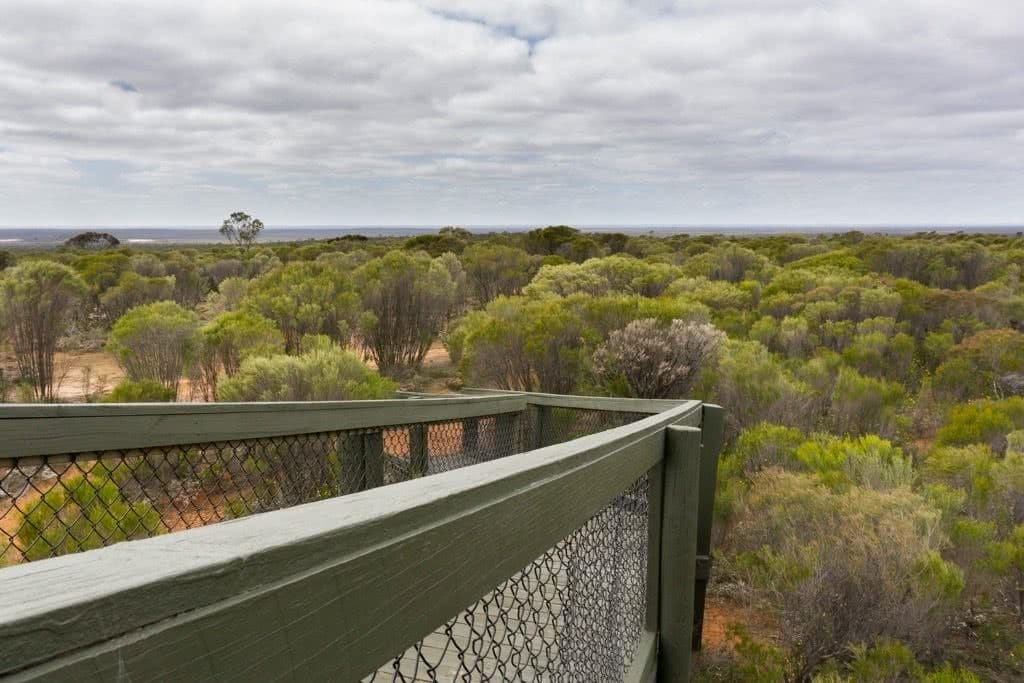 Desert Blooms // Little Desert National Park (VIC), Isobel Campbell, Trig point platform, lookout, walkway, trees, view
