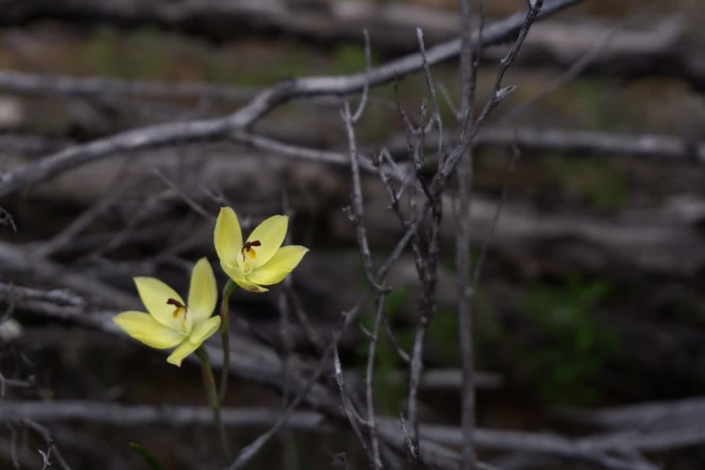 Desert Blooms // Little Desert National Park (VIC), Isobel Campbell, Rabbit Ear Sun Orchid (Thelymitra antennifera), yellow, twigs