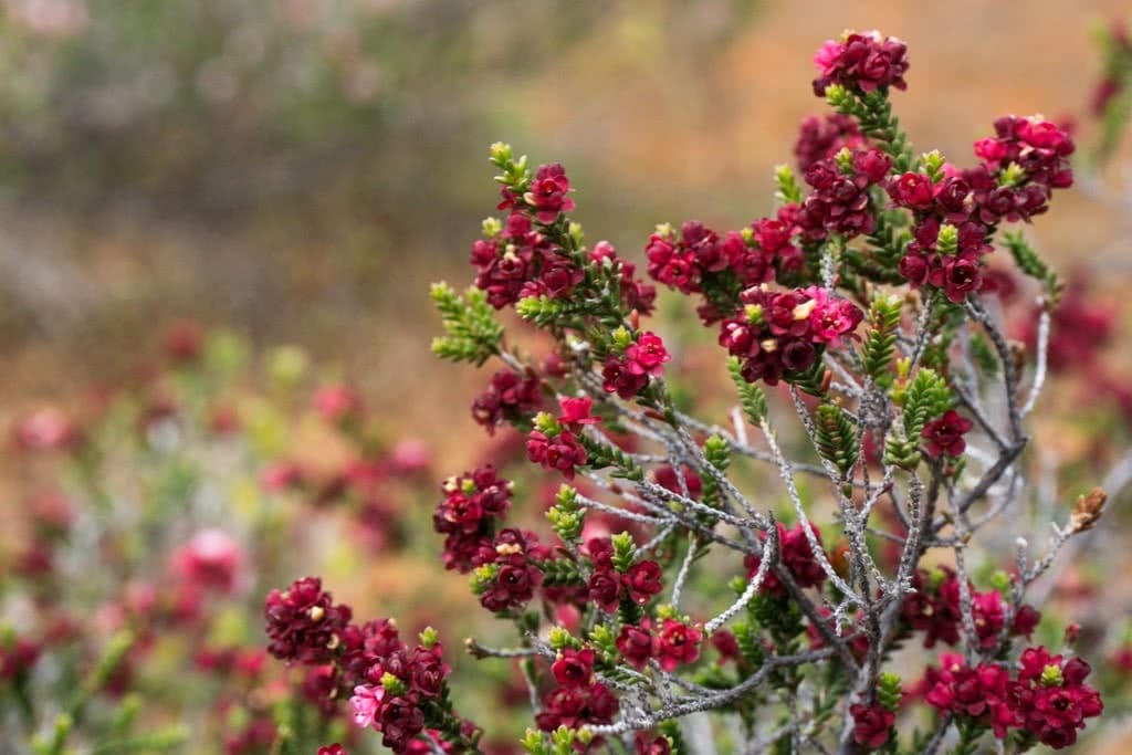 Desert Blooms // Little Desert National Park (VIC), Isobel Campbell, Heath-myrtle (Micromyrtus ciliata), red, bush