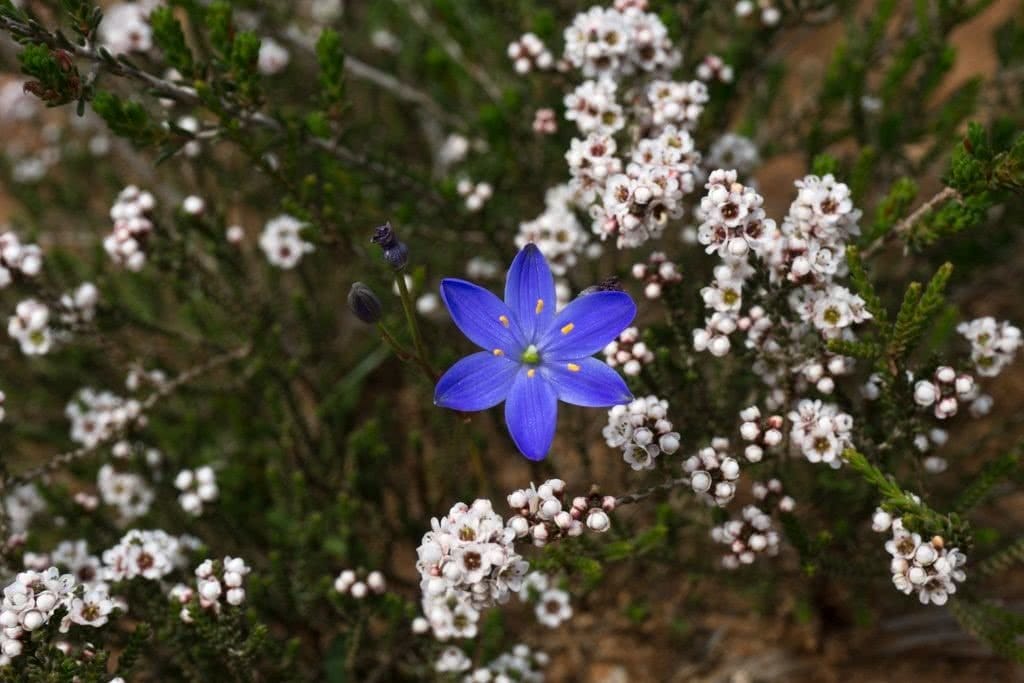 Desert Blooms // Little Desert National Park (VIC), Isobel Campbell, Blue Star (Chamaescilla corymbosa) in front with Heath-myrtle (Micromyrtus ciliata) at back, white, purple, indigo, flora, plants