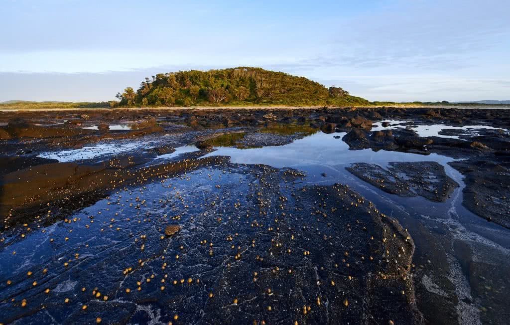 Coastal Sanctuary // Broulee And Broulee Island (NSW), Neil and Gabby Massey, rock pools, seaweed, shellfish, island, trees, water