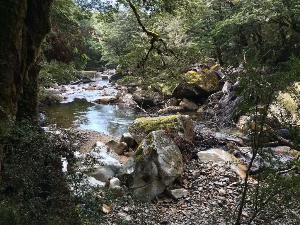 It's A Really Great Walk // Kepler Track (NZ), Nicholas Di Genni, stream, creek, rocks, trickle, trees, Iris Burn