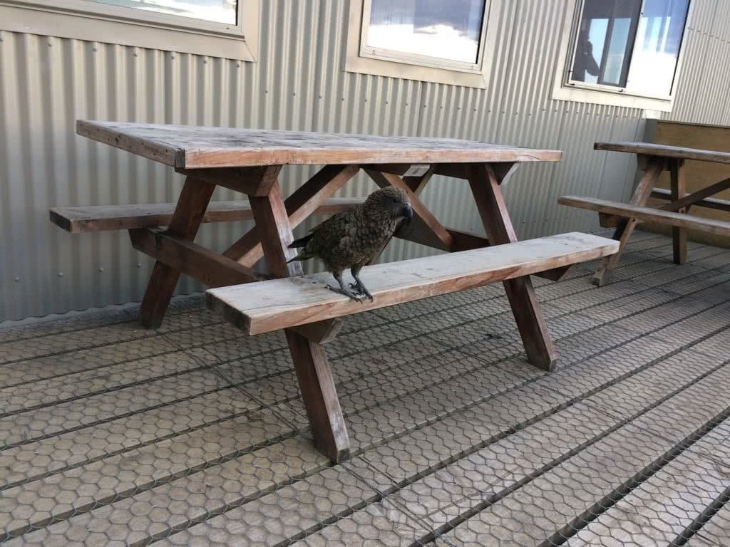 It's A Really Great Walk // Kepler Track (NZ), Nicholas Di Genni, bird, bench, picnic, hut