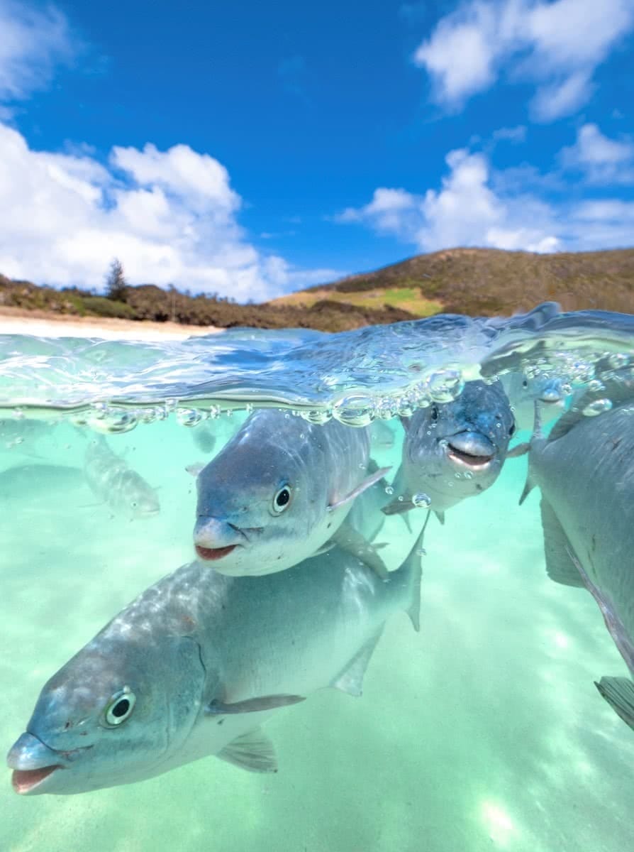 Neds Beach, Lord Howe Island Mark Fitzpatrick; Destination NSW Friendly fish in waters off Neds Beach, Lord Howe Island.