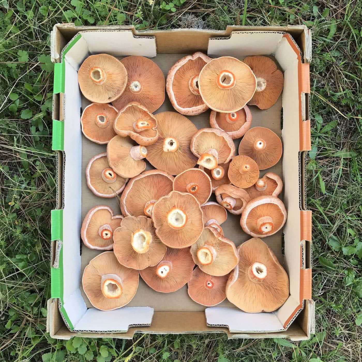 lifecykel, how to forage for wild mushrooms, photo Andy Lewis, mushrooms, fungi, plants, food, yum, saffron milk cap