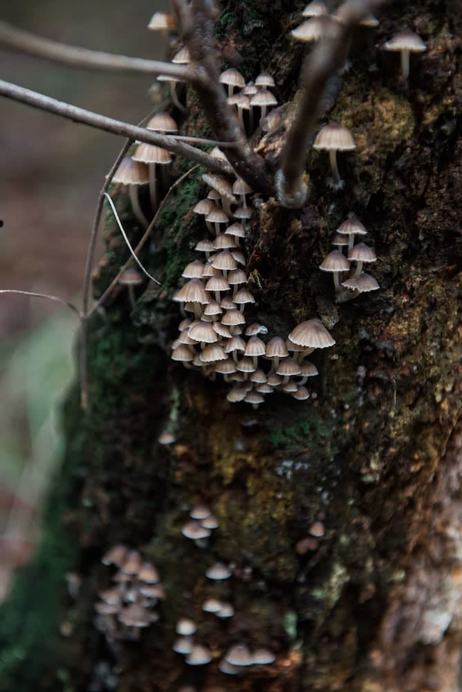 lifecykel, how to forage for wild mushrooms, mushrooms, fungi, plants, food, yum, magical