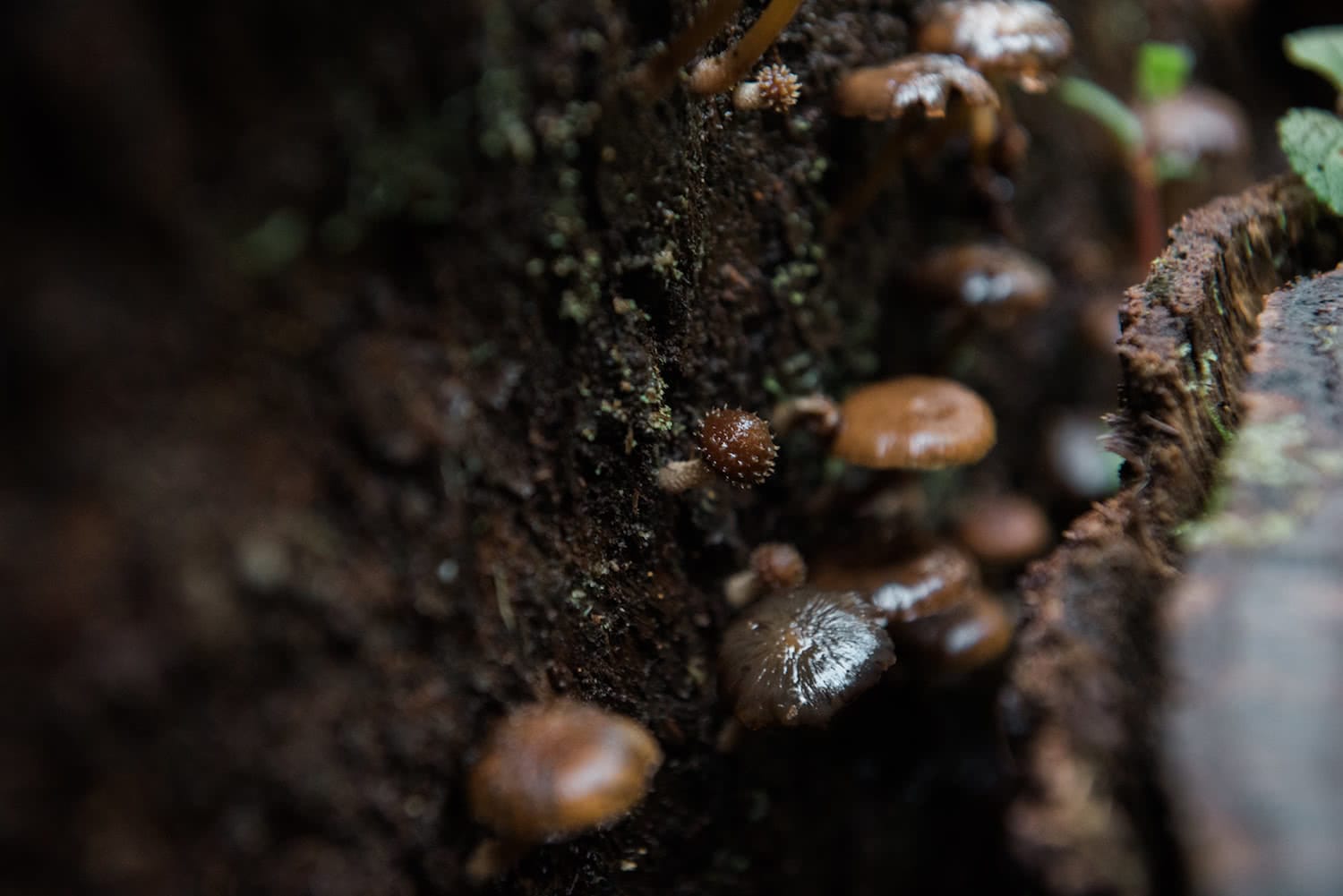 lifecykel, how to forage for wild mushrooms, mushrooms, fungi, plants, food, yum