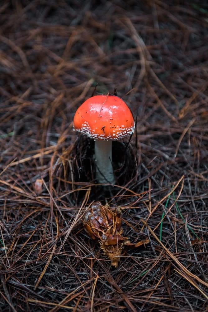 lifecykel, how to forage for wild mushrooms, mushrooms, fungi, plants, food, yum, red