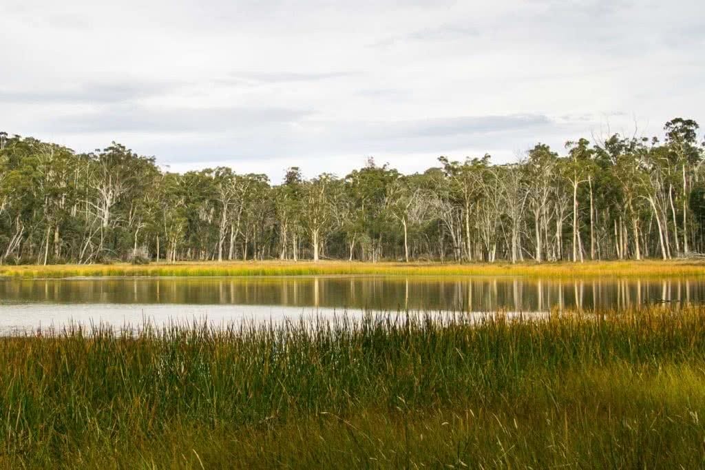 Mt Cobbler Plateau Circuit // Alpine National Park (VIC), Isobel Campbell, Lake Cobbler, yellow reeds, calm water, forest, reflection