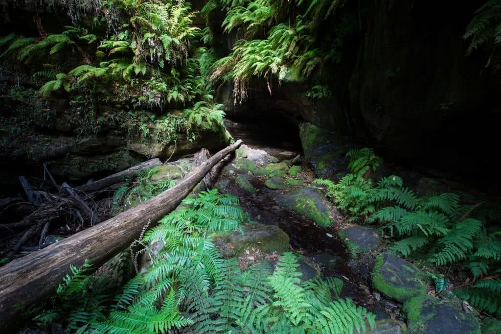A Secret World Of Green // Grand Canyon Track (NSW), Rachel Dimond, fallen logs, ferns, damp mysterious