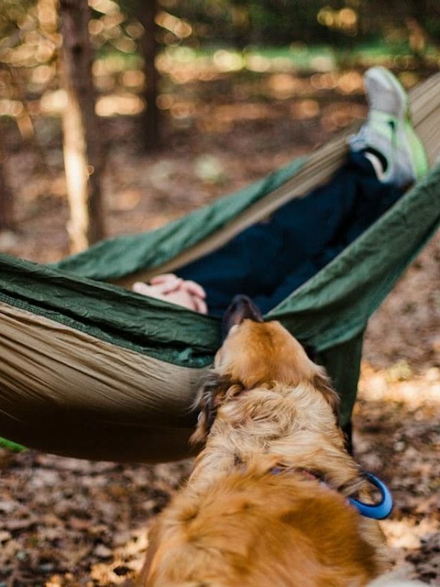 8 Best Dog Friendly Camping Sites In VIC