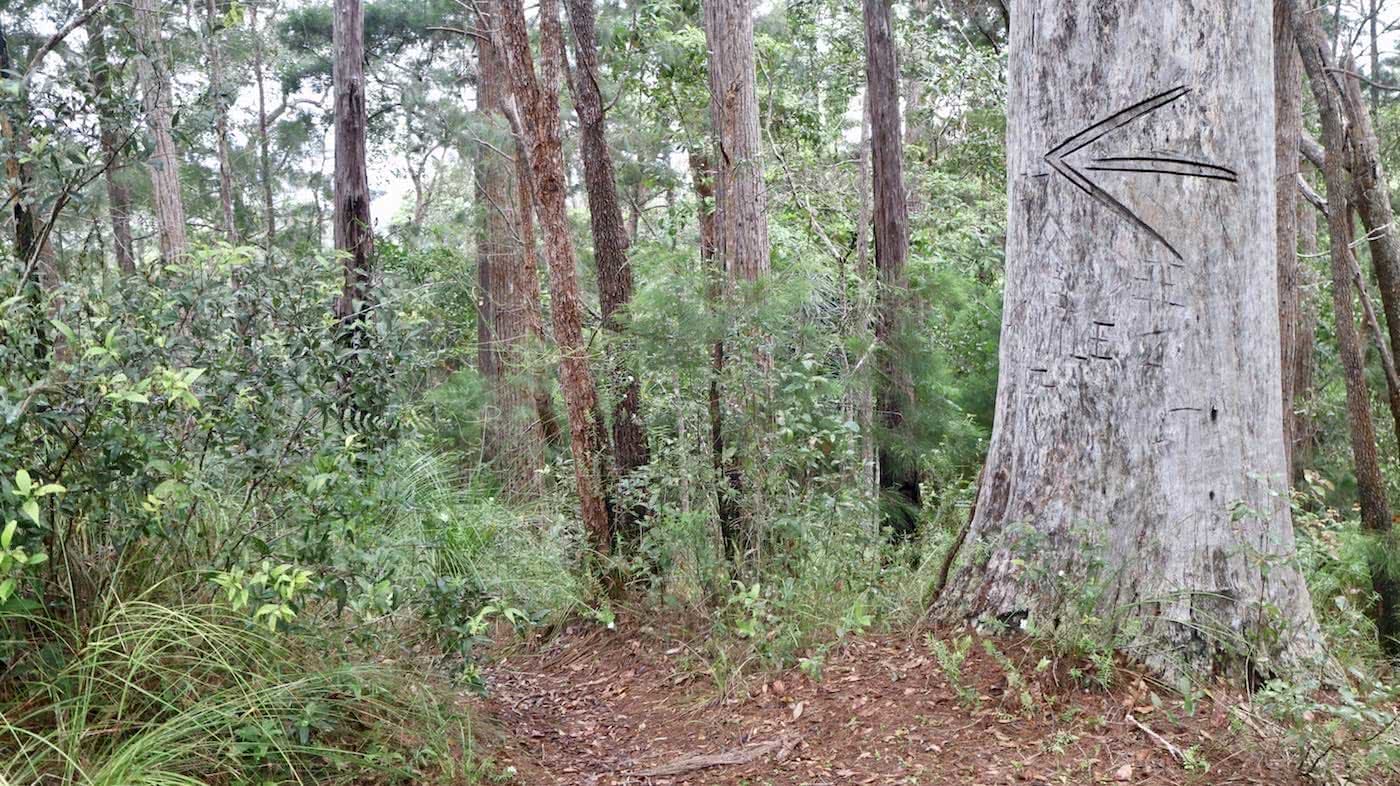 Windin Falls // A Tropical Tableland Oasis (QLD), Grant Purcell, arrow, this way, trail marker, tree grafitti