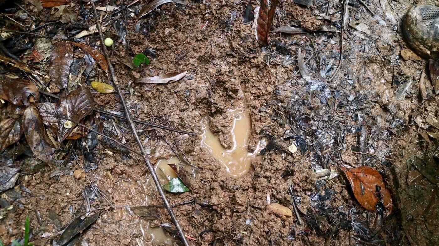 Windin Falls // A Tropical Tableland Oasis (QLD), Grant Purcell, cassowary footprint, wildlife, big bird, animal tracks