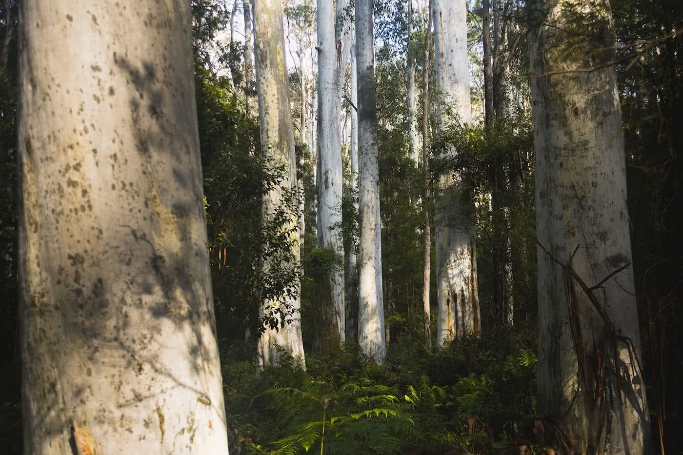 Escape From The Urban // Blackheath To Acacia Flat (NSW), Matt n Kat Pearce, Blue Gum forest, tree trunks, shadows, conservation, Blue Mountains