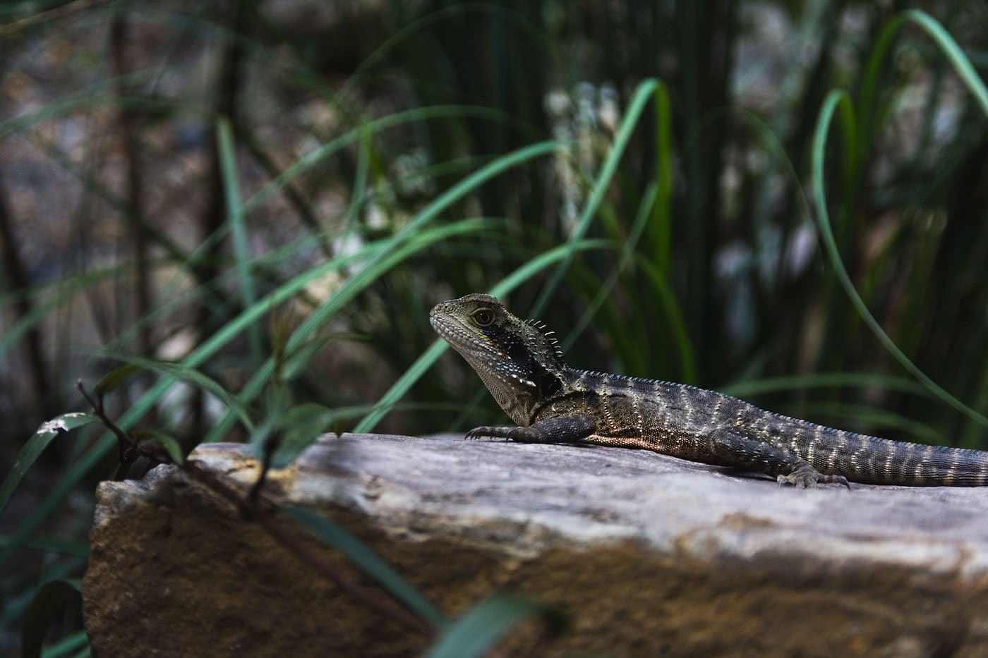 Escape From The Urban // Blackheath To Acacia Flat (NSW), Matt n Kat Pearce, eastern water dragon, reptile, wildlife, animal
