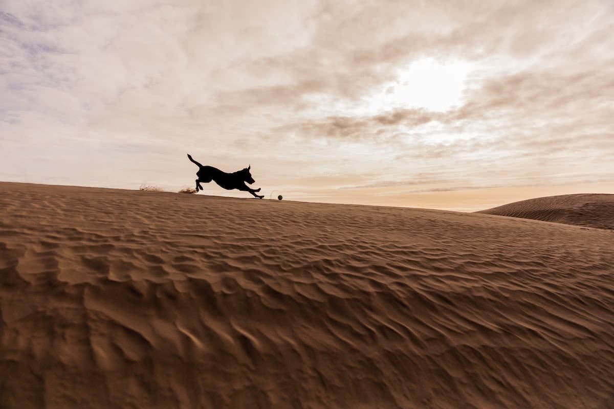 patrick-hendry, dog, dune, unsplash, best dog friendly camping in new south wales