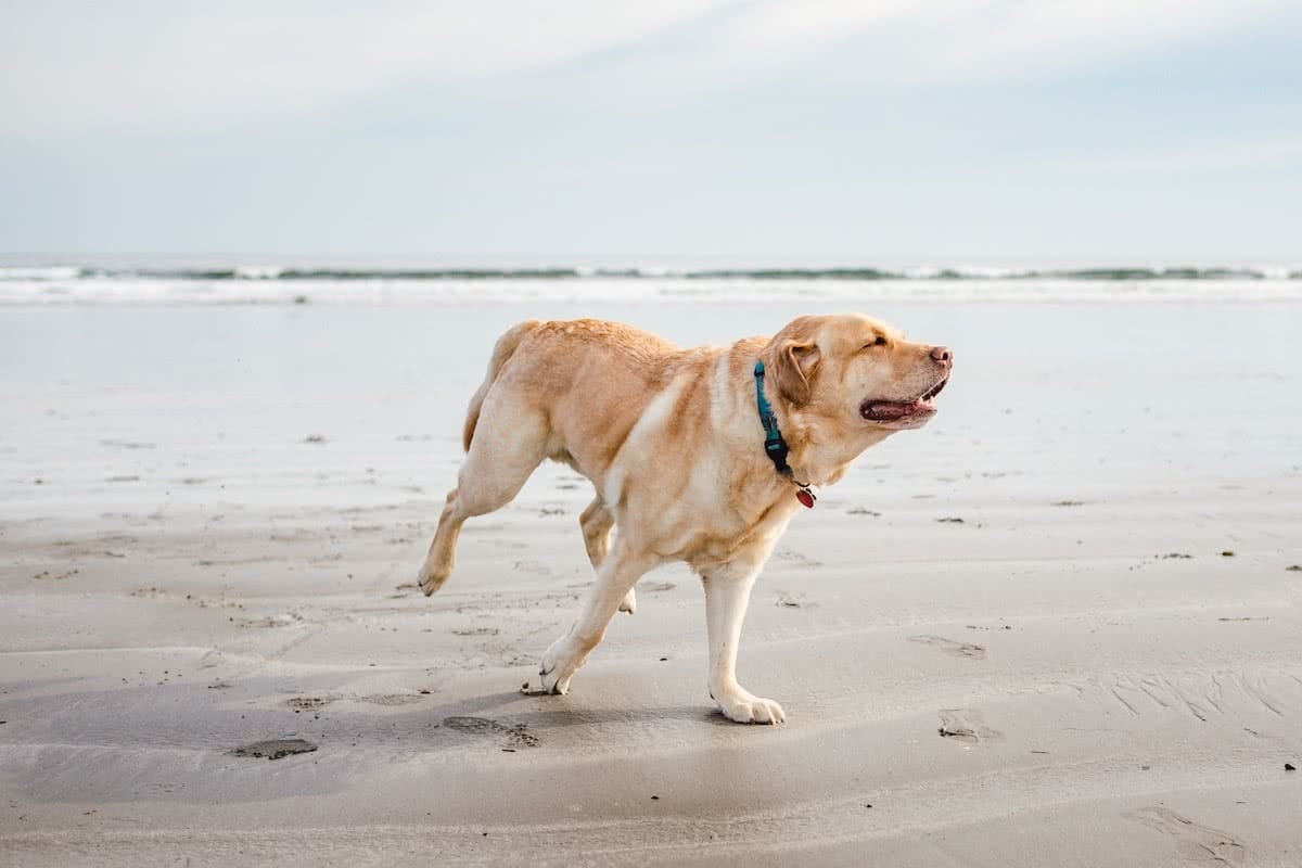 danielle-macinnes, unsplash, dog, beach