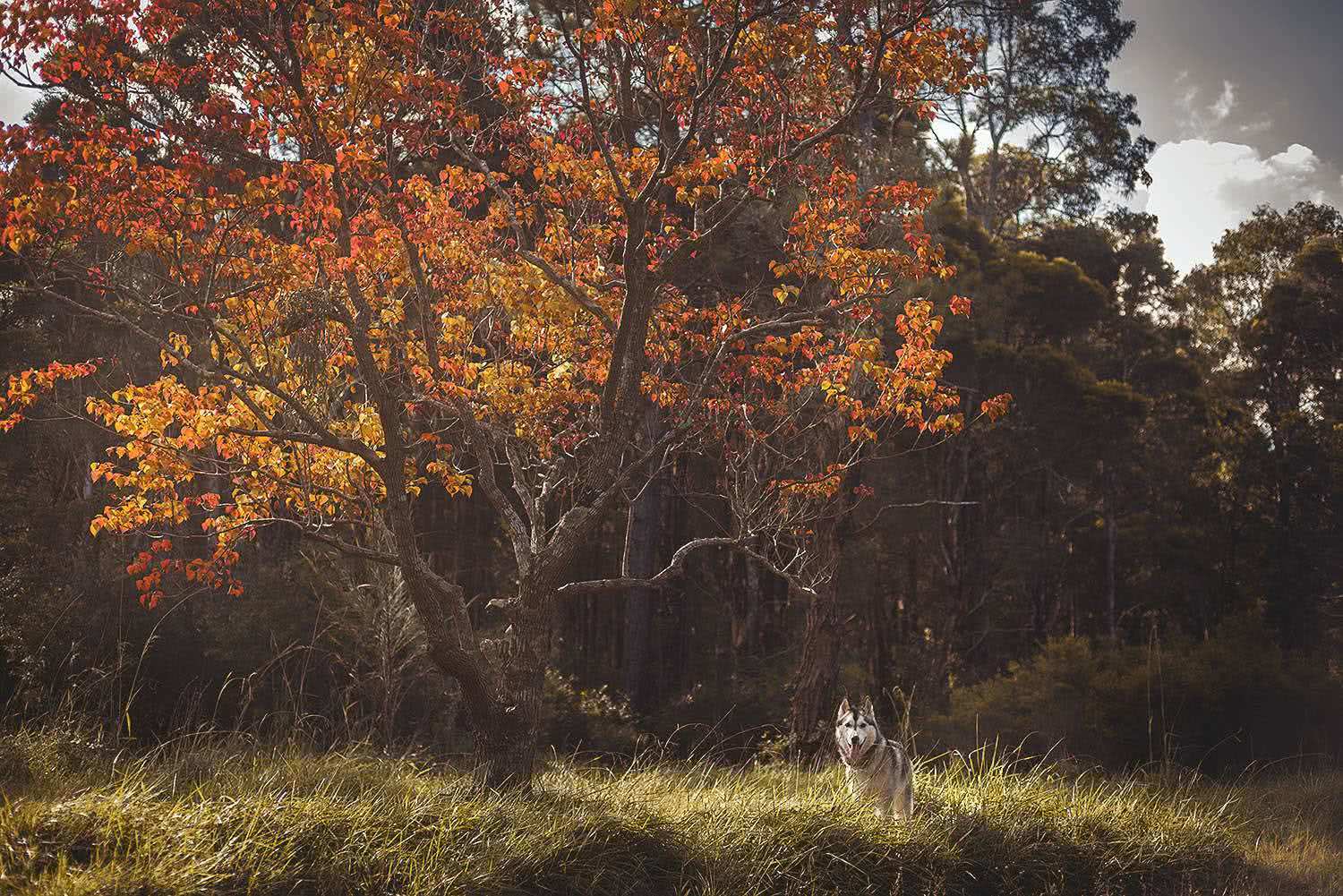 Michael Harris, dog photo, dog friendly camping in nsw, Jess,WAE