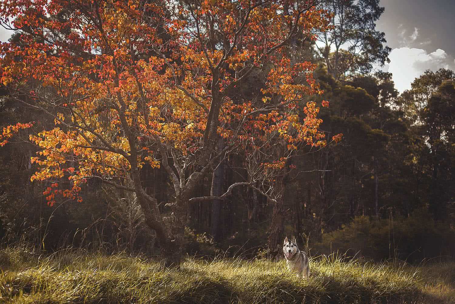 Michael Harris, dog photo, dog friendly camping in nsw, Jess,WAE