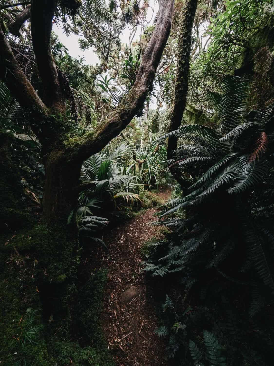 Lord Howe Island's Photography Hot Spots, Matt Horspool, forest, trees, path, understorey