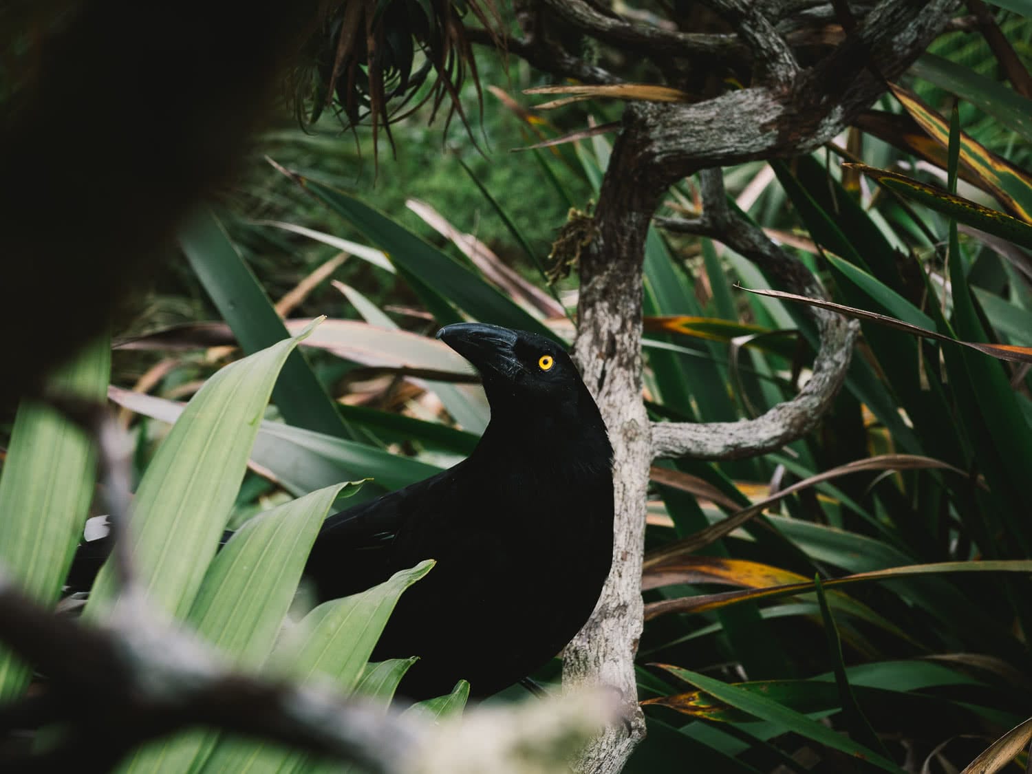 Lord Howe Island's Photography Hot Spots, Matt Horspool, Currawong, bird, wildlife, native, branch, undergrowth