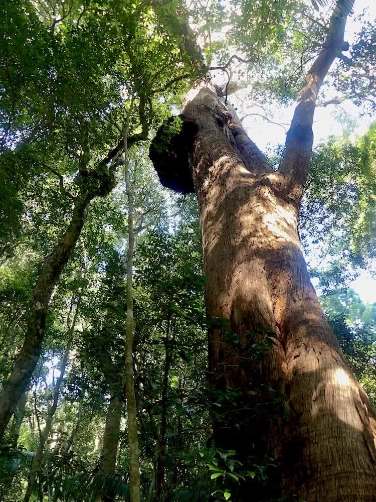 Saphira Schroers, Stinson walk, o'reilly's rainforest retreat, rescue, south east queensland, antarctic beech