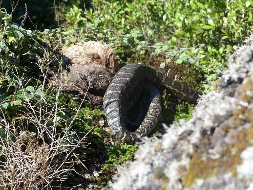 Saphira Schroers, Stinson walk, o'reilly's rainforest retreat, rescue, south east queensland, carpet python