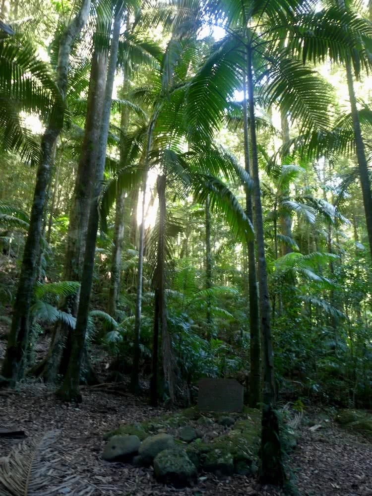 Saphira Schroers, Stinson walk, o'reilly's rainforest retreat, rescue, south east queensland, westrays grave