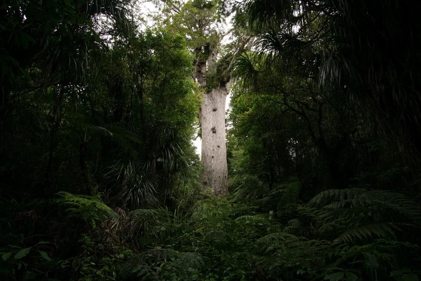 Killer Footprints // Kauri Dieback Disease, Isobel Campbell, Tane Mahuta 2, ancient tree, forest, huge, sacred, canopy, ecosystem
